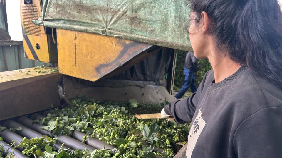 V Prosenicích na Přerovsku začali se sklizní chmele | foto: Lenka Kratochvílová, Český rozhlas V Prosenicích na Přerovsku začali se sklizní chmele