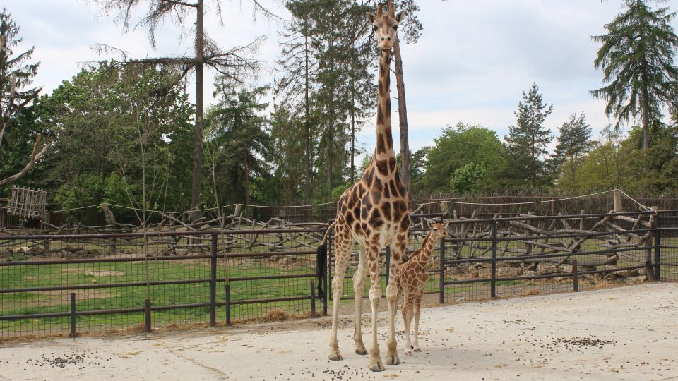 Samice žirafy s mládětem