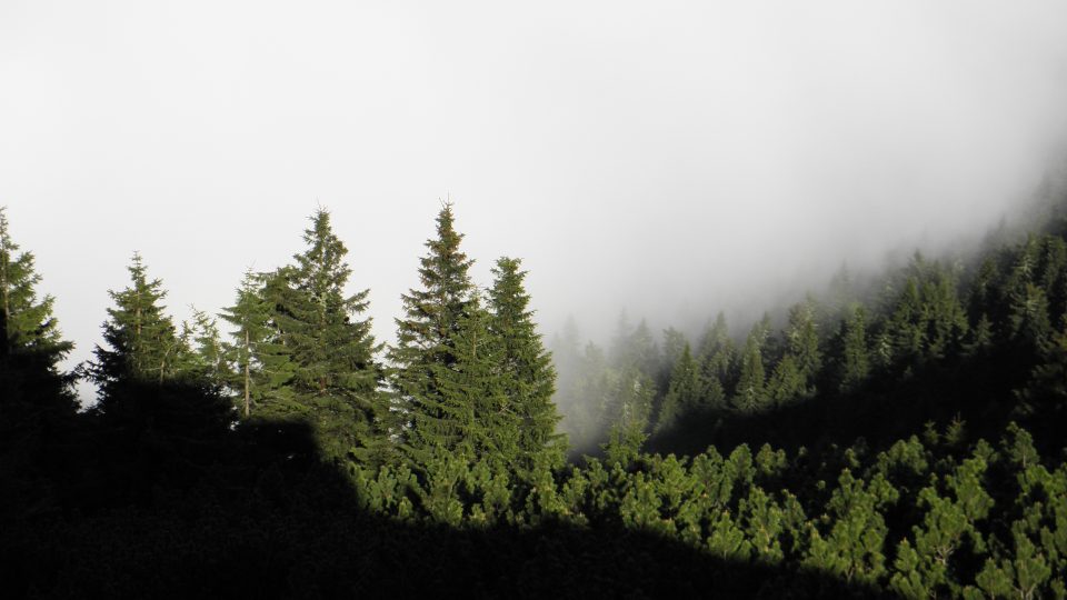 Mlha v lesích