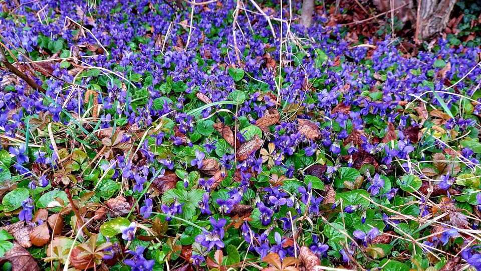 Na počátku jara je les plný fialek | foto: Jolana Nováková, Český rozhlas Na počátku jara je les plný fialek
