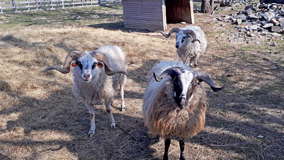Manželé Křenkovi tady chovají ovce valašky. Toto jsou plemenní berani, většinu roku jsou odděleni od celého stáda..jpg