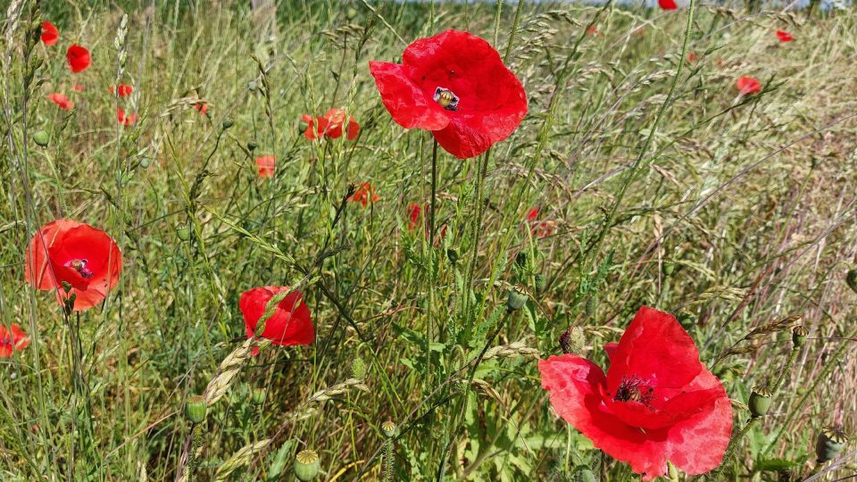 Jedlé jsou například i vlčí máky. ve volné přírodě je však třeba dávat pozor na možnou kontaminaci, například živočišným nebo chemickým hnojením polí | foto: Irena Šarounová, Český rozhlas Jedlé jsou například i vlčí máky. ve volné přírodě je však třeba dávat pozor na možnou kontaminaci, například živočišným nebo chemickým hnojením polí