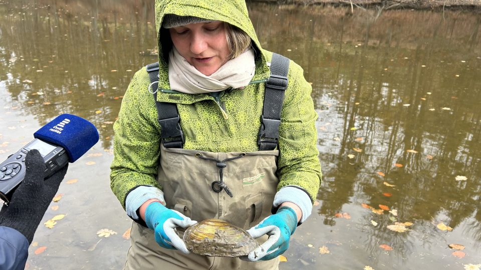 Biologové zachraňují škeble z jednoho ze dvou svrčovských rybníků