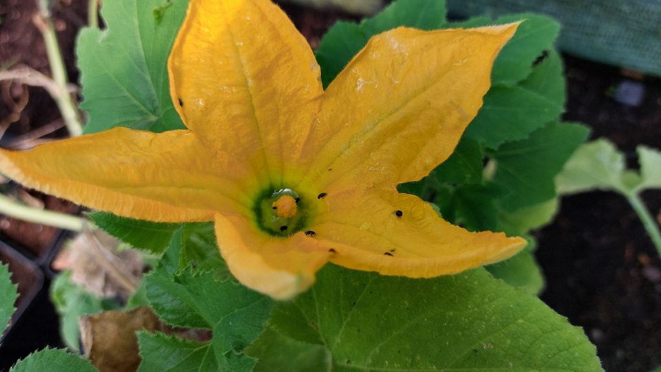 Květ tykve | foto: Irena Šarounová, Český rozhlas Květ tykve