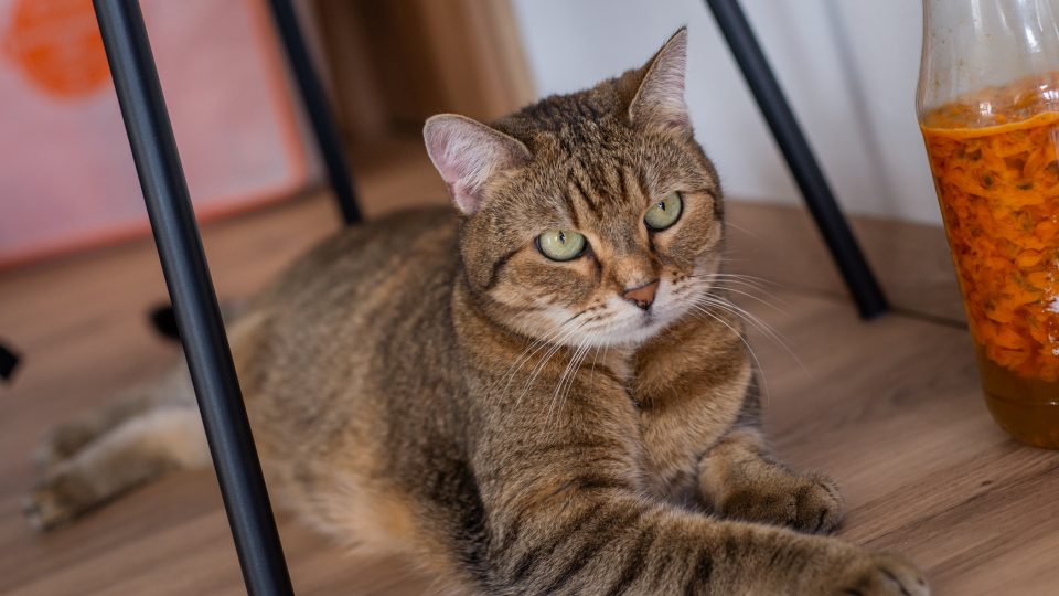 Na pečení dohlížela kočka Dominiky | foto: Martin Čuřík Na pečení dohlížela kočka Dominiky