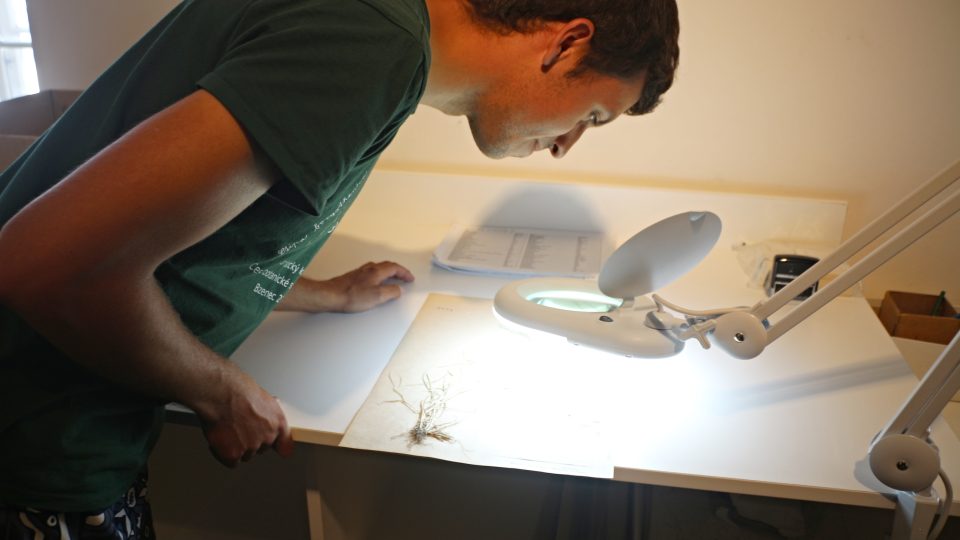 Milička zelenavá a botanik František Lamla v herbáři Vlastivědného muzea v Olomouci