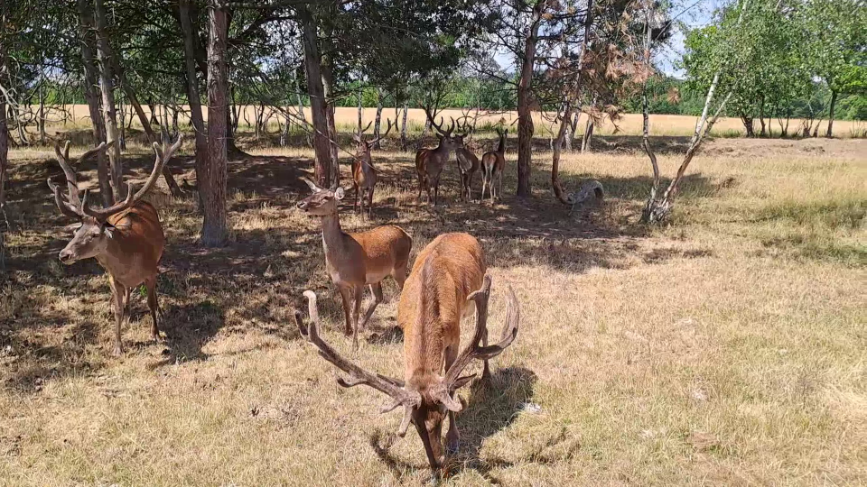 Vláček vozí návštěvníky po safari, kde se volně pasou zvířata