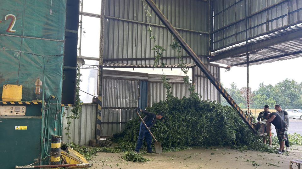 V Prosenicích na Přerovsku začali se sklizní chmele | foto: Lenka Kratochvílová, Český rozhlas V Prosenicích na Přerovsku začali se sklizní chmele