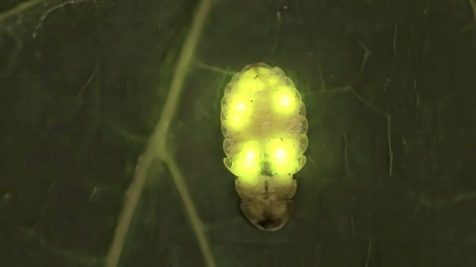 Bezkřídlá samice naší nejběžnější světlušky menší (Lamprohiza splendidula) s několika světelnými orgány. Jedinečná forma světelných orgánů v rámci světluškovitých | foto: Michal Motyka, CATRIN Bezkřídlá samice naší nejběžnější světlušky menší (Lamprohiza splendidula) s několika světelnými orgány. Jedinečná forma světelných orgánů v rámci světluškovitých