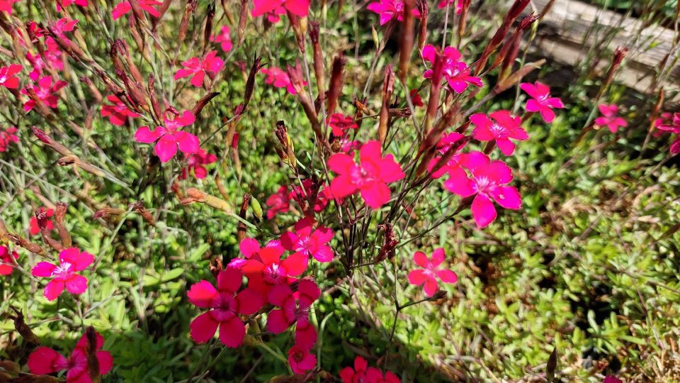 Hvozdíky | foto: Irena Šarounová, Český rozhlas Hvozdíky