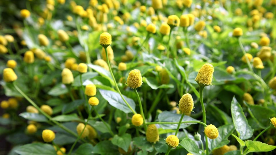 Plamatka zelná neboli spilant (Acmella oleracea)