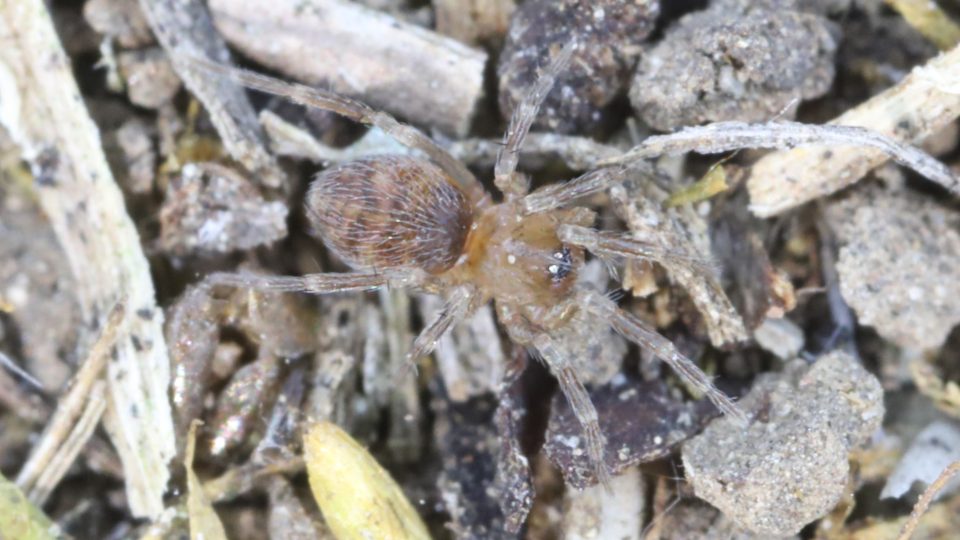 Příčnatka světlá (Iberina candida) byla poprvé na území Česka doložena teprve v létě 2019