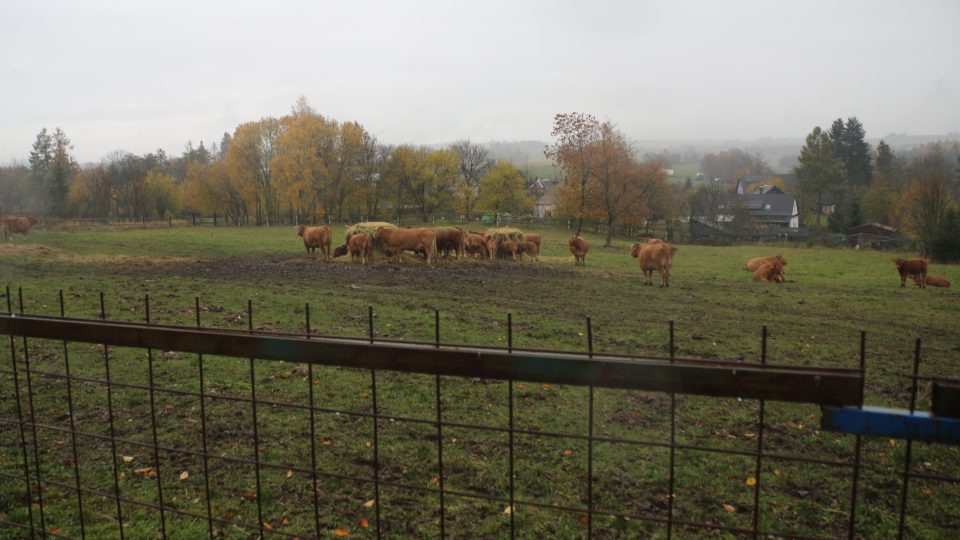 Hřbitov u Křížova v roce 2025 leží mezi pastvinami