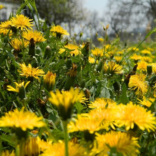 Pampelišky | foto: Fotobanka Pixabay