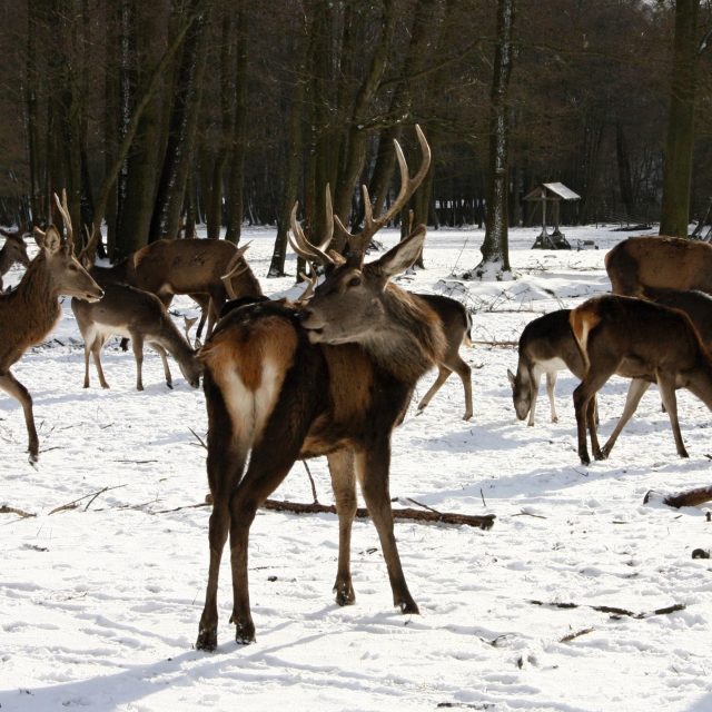 Zvěř v zimě  (ilustrační foto) | foto: Jaroslav Hoření,  Český rozhlas
