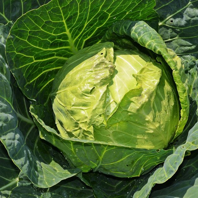 Hlávka zelí | foto: Fotobanka Pixabay