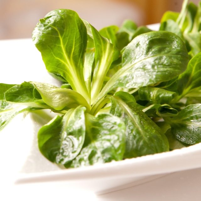 Salát polníček | foto: Fotobanka Pixabay