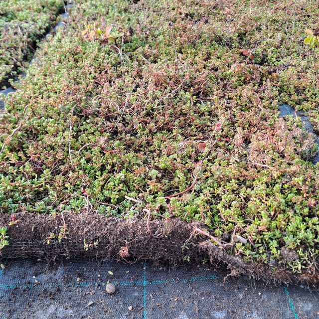 Různé druhy rozchodníků předpěstované pro použití na zelených střechách | foto: Dita Vojnarová,  Český rozhlas