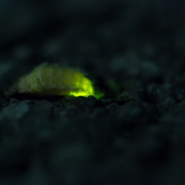 Samice světlušky | foto: Petr Šípek,  Česká společnost entomologická