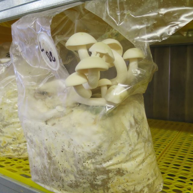 Shimeji neboli líhovec je jednou z nejoblíbenějších hub v Japonsku | foto: Barbora Bláhová,  Český rozhlas