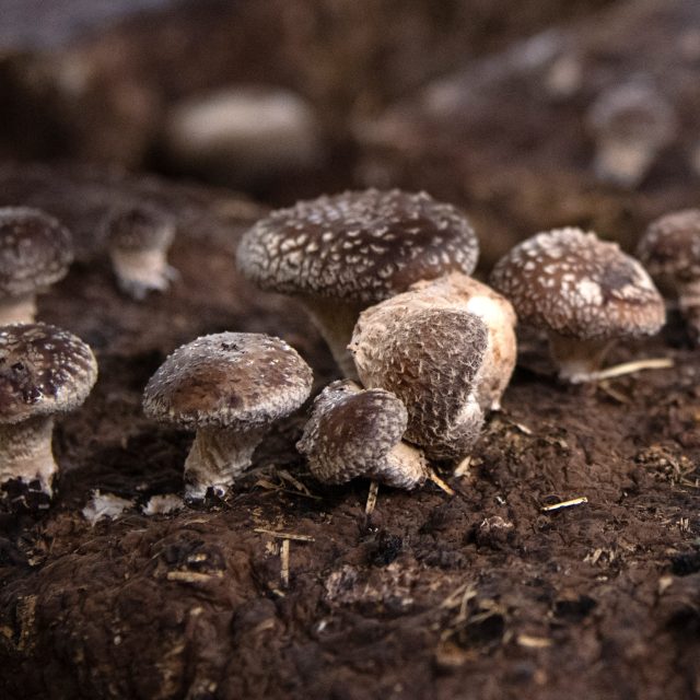 Na substrátu vypěstované houby shitake | foto: Profimedia