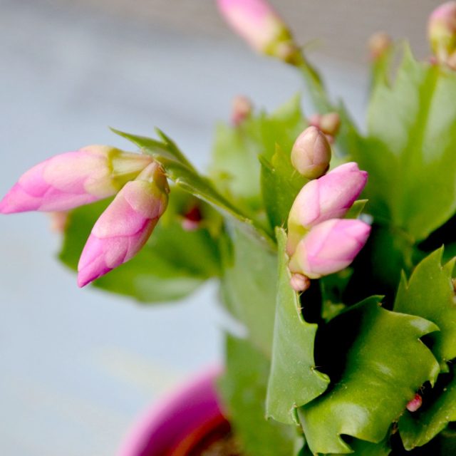 Z obchodu dopravte domů kaktus co nerychleji,  aby nenachladl a neopadaly mu květní pupeny | foto: Jolana Nováková,  Český rozhlas