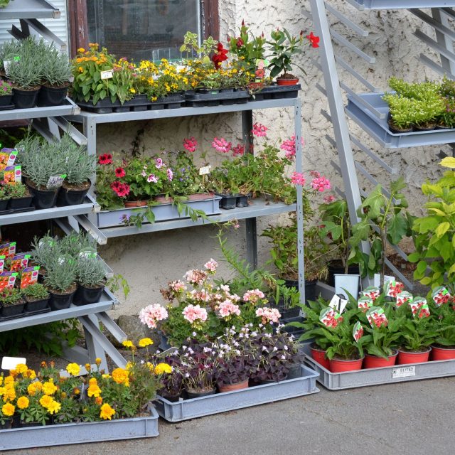 Do Dymoparku se jezdí pro rostliny,  ale i za kulturou | foto: Jolana Nováková,  Český rozhlas