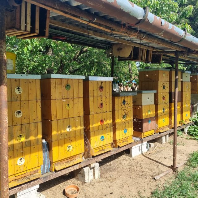 Včelí úly včelaře Lukáše Holubce v Horce nad Moravou | foto: Jana Beránková,  Český rozhlas