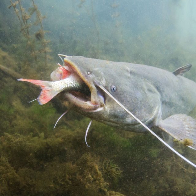 Sumec velký | foto: Shutterstock