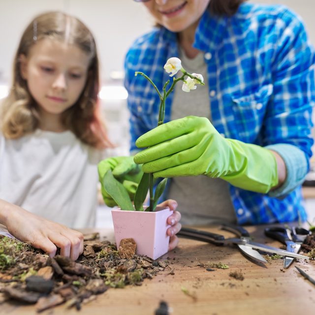 Orchideje Phalaenopsis dobře rostou například v úlomcích kůry | foto: Profimedia