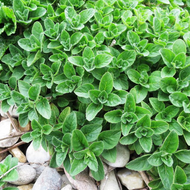 Uklidňující meduňka | foto: Jitka Slezáková,  Český rozhlas