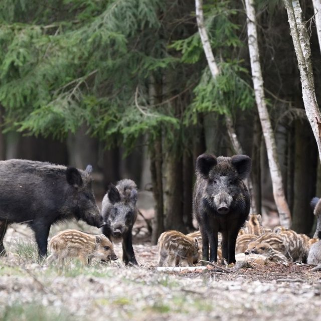 Divoká prasata | foto: Profimedia