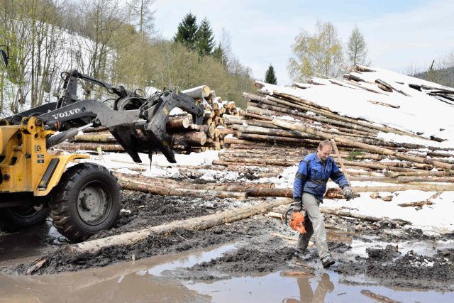 Lesnické firmy zpracovávají velké množství kůrovcového dřeva | foto: Michal Polášek