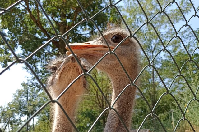 Brněnská zoologická zahrada se vrací k chovu pštrosů | foto: Matěj Svozil,  Český rozhlas