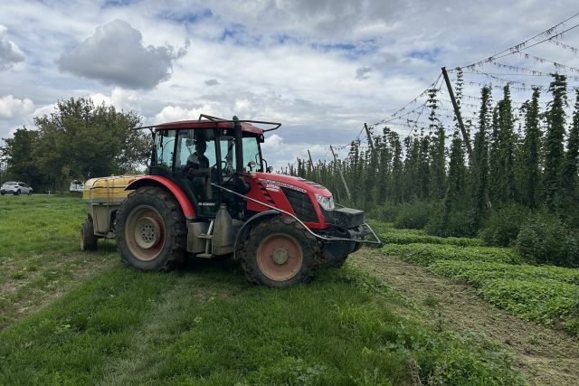 Na střední Moravě se chystají na sklizeň chmele | foto: Lenka Kratochvílová,  Český rozhlas