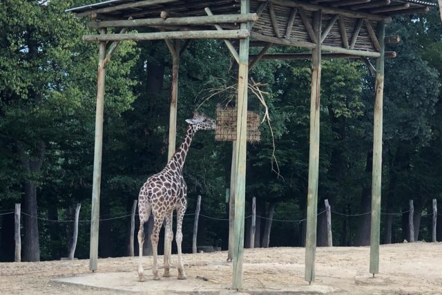 Zoo Lešná,  Zlín,  žirafa | foto: Růžena Vorlová,  Český rozhlas