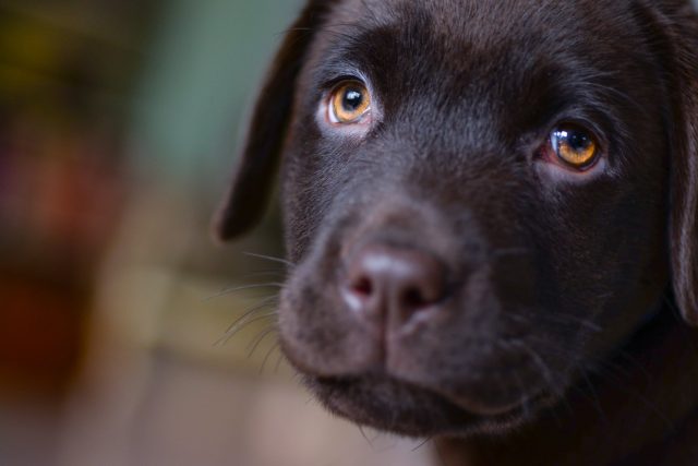 pes,  labrador,  štěně | foto: Pexels,  CC0 1.0