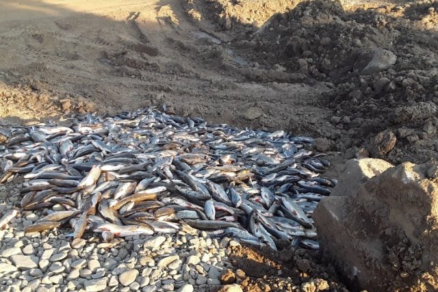 Uhynulé ryby po úniku chemikálie do řeky Bečvy | foto: Hasiči Olomouc,  Twitter